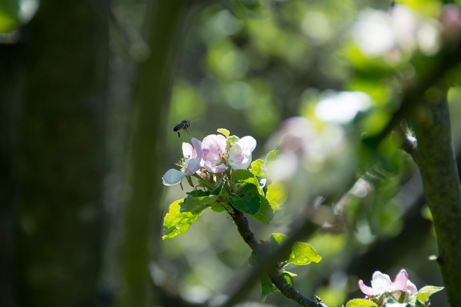 Nikon D7100 sample photo. Bine, blossom, bloom photography