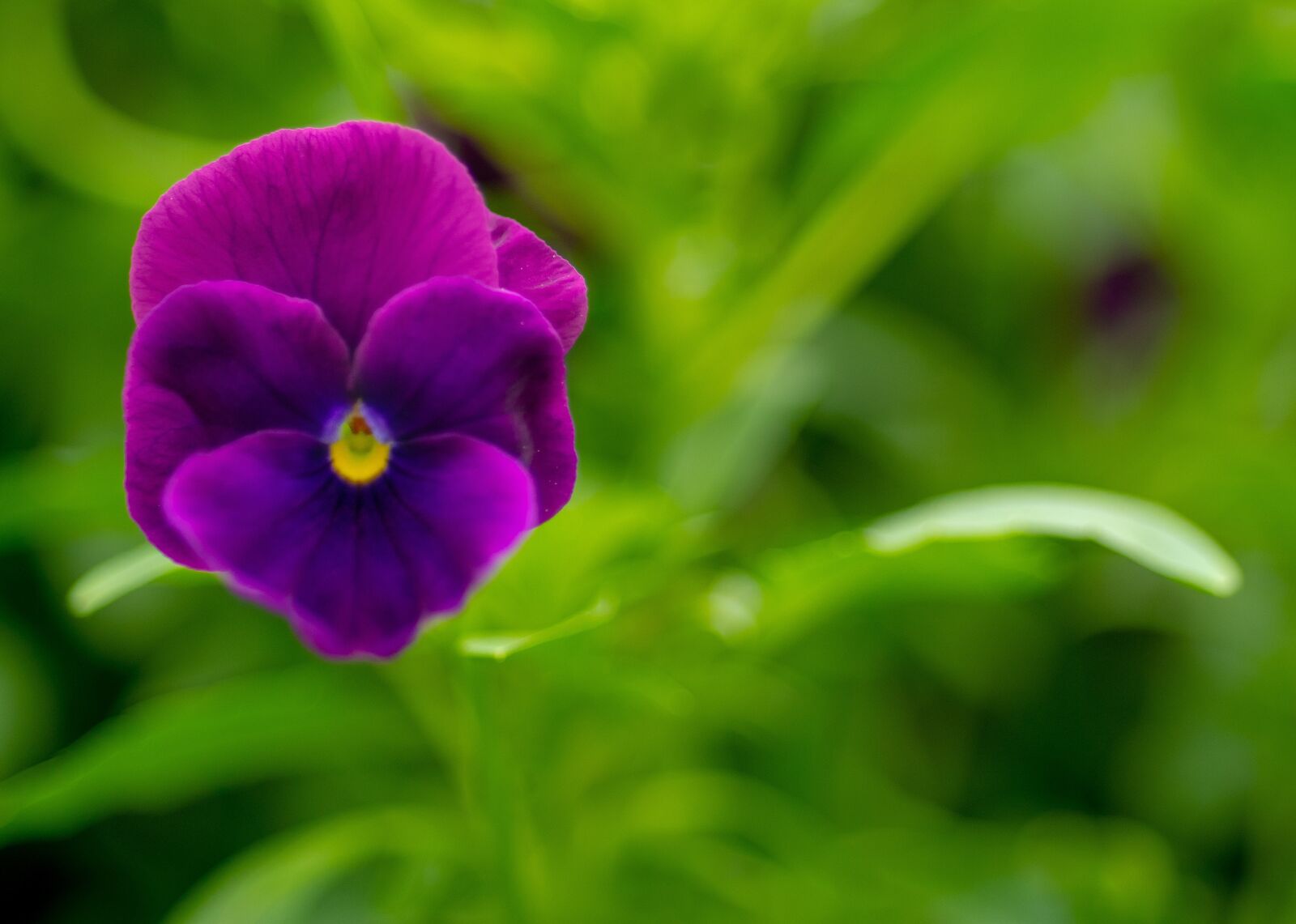 Nikon D500 sample photo. Flower, plant, blossom photography