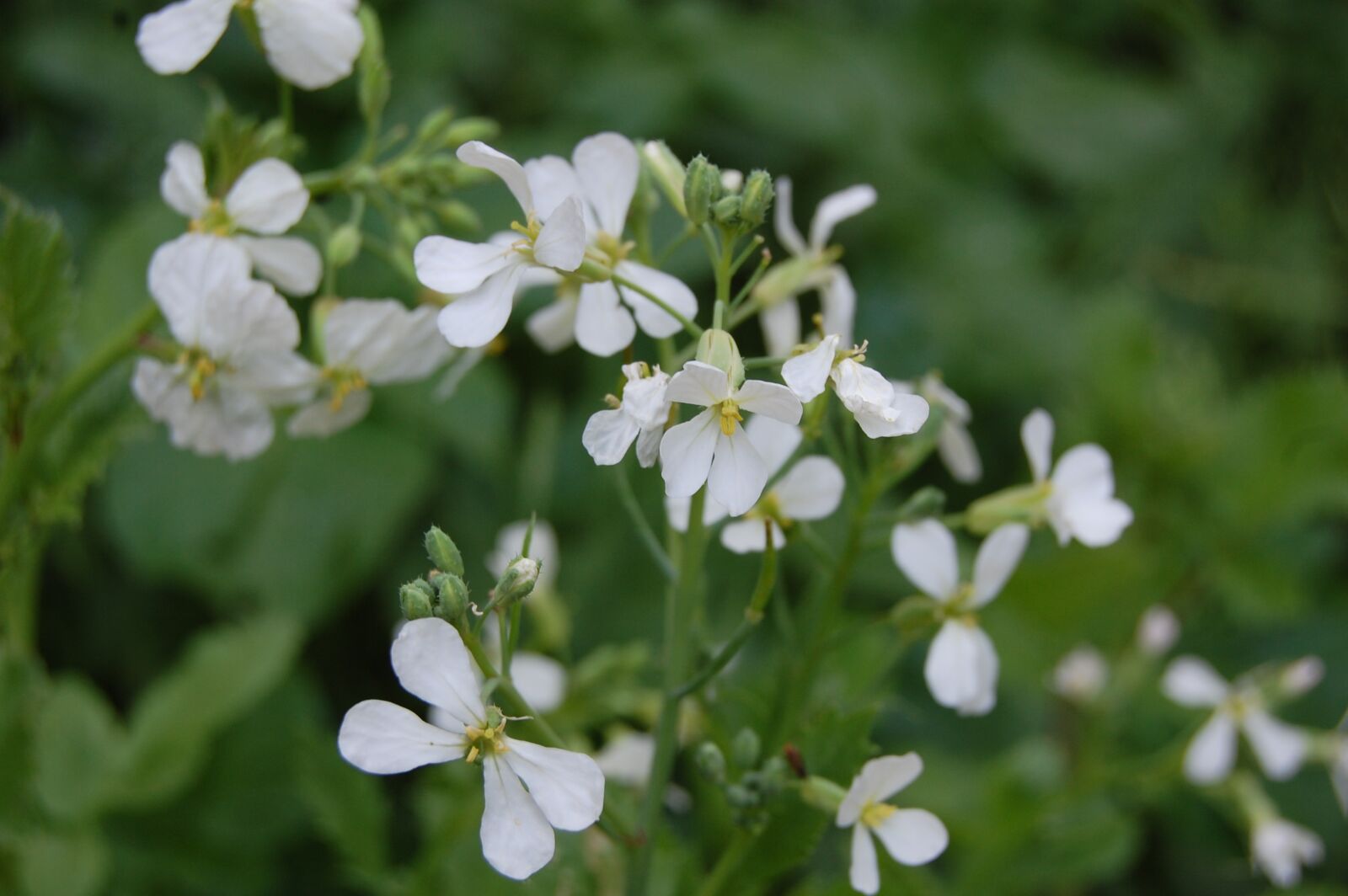 Nikon D40 sample photo. Flower, carrot, garden photography