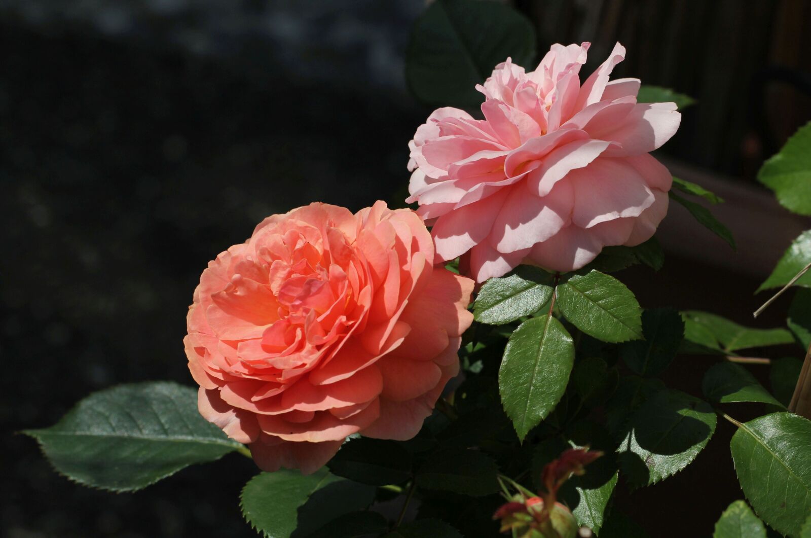 Canon EF 100mm F2.8L Macro IS USM sample photo. Rose, flower, plant photography