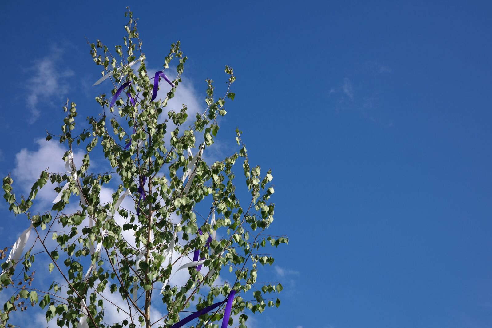 Samsung NX300 sample photo. Maypole, tree, bands photography