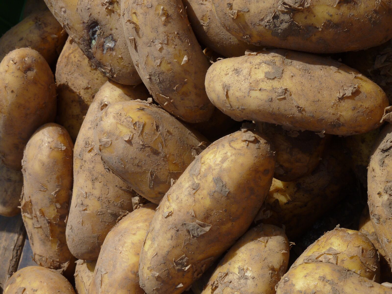 Panasonic DMC-TZ7 sample photo. Potato, potatoes, nachtschattengewächs photography