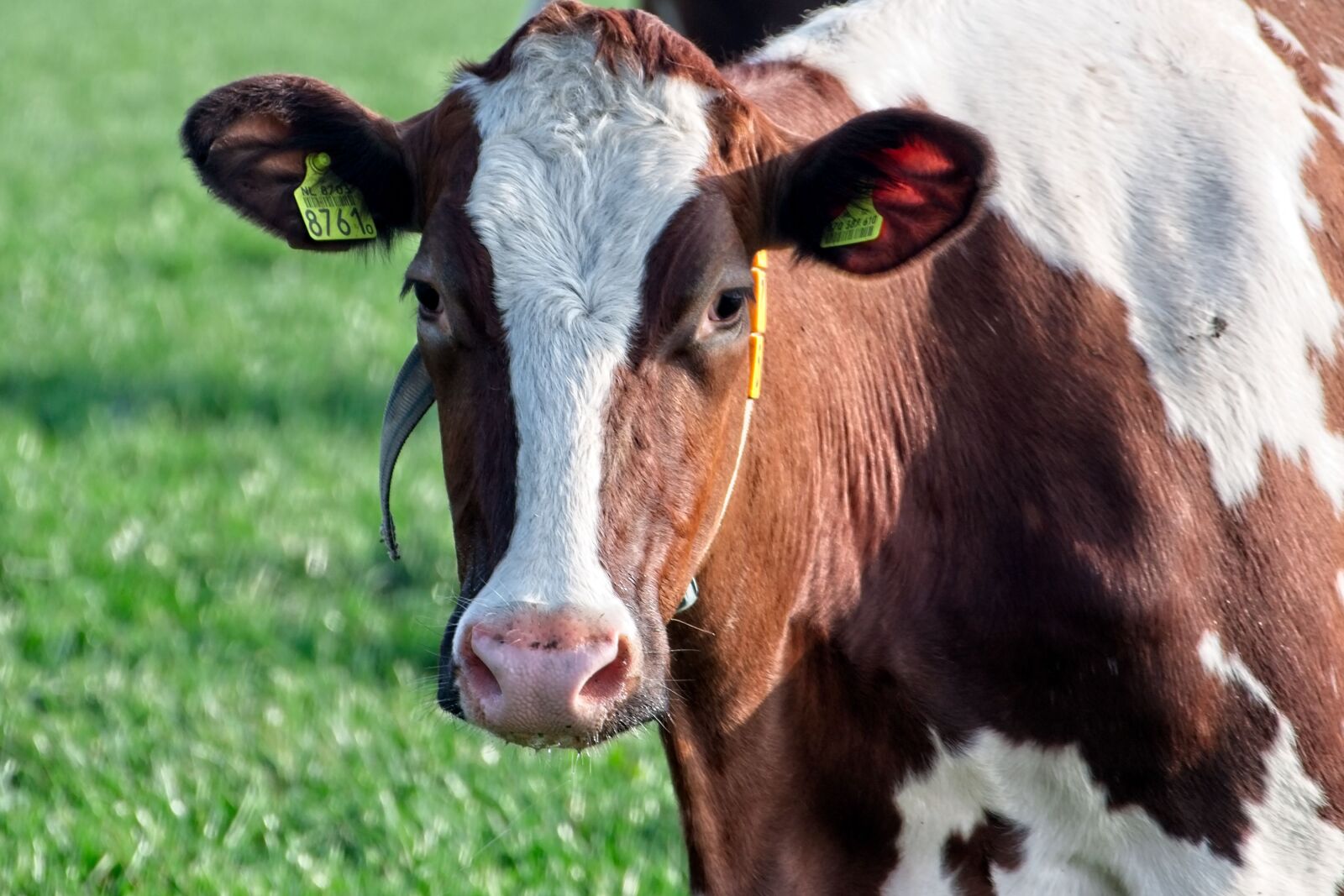 Canon EOS 70D sample photo. Cow, cows, roan photography