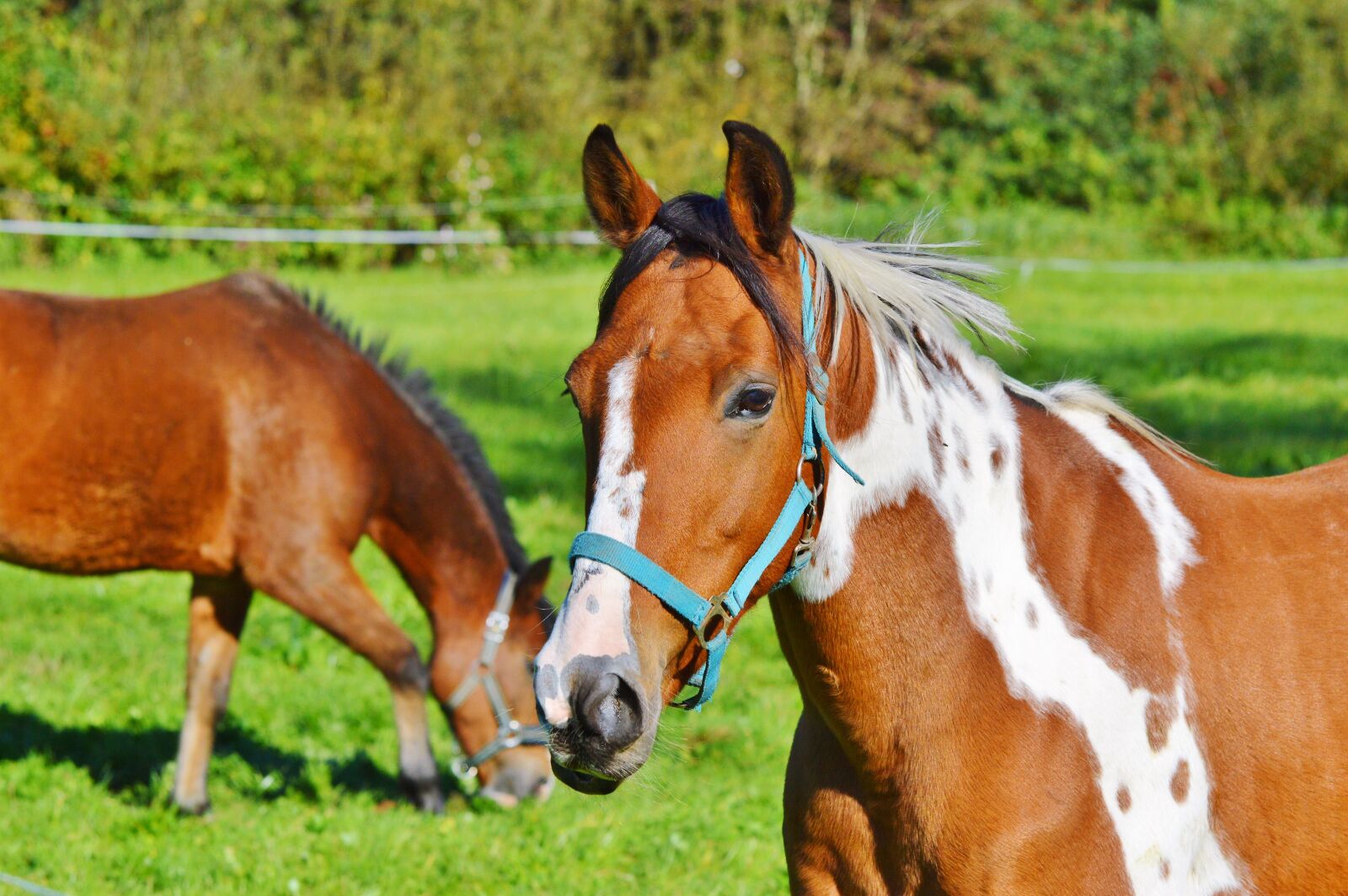 Nikon D3200 sample photo. Horse, ride, reiter photography