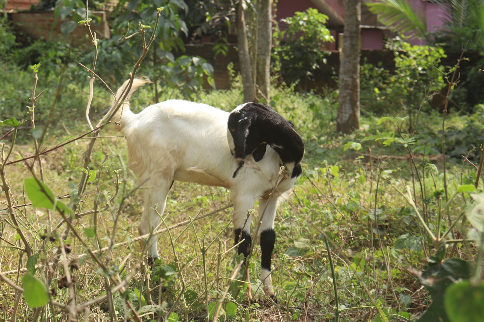 Canon EOS 250D (EOS Rebel SL3 / EOS Kiss X10 / EOS 200D II) sample photo. Goat, nature, outdoor photography