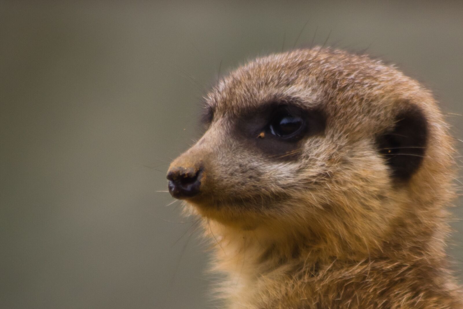 Canon EOS 60D sample photo. Meerkat, holes, africa photography