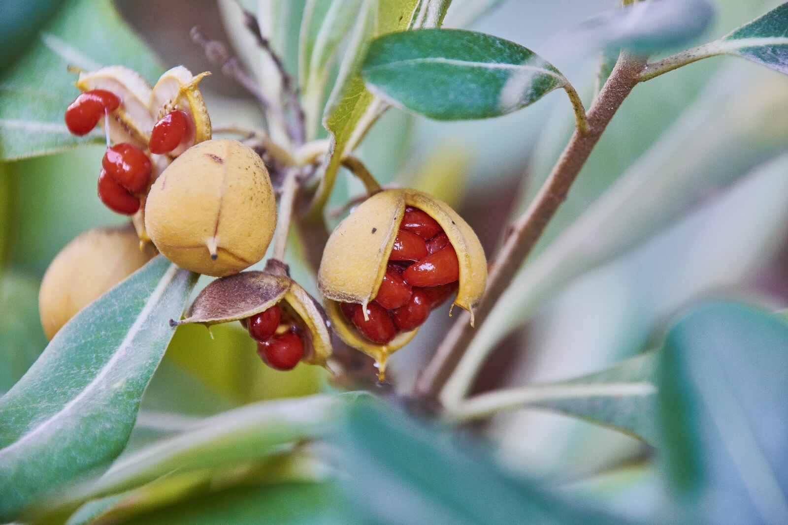 Nikon D7200 sample photo. Leaves, fruits, green photography