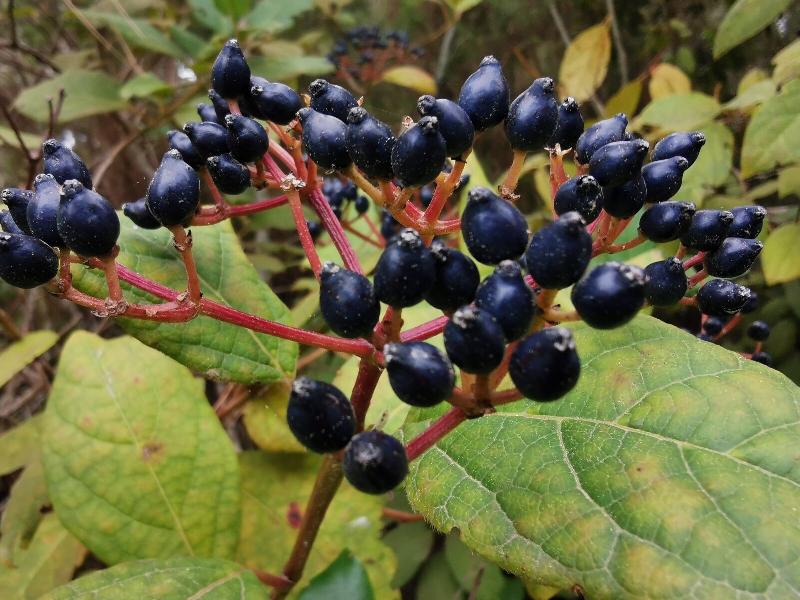 HUAWEI P30 sample photo. Fruits, field, tree photography