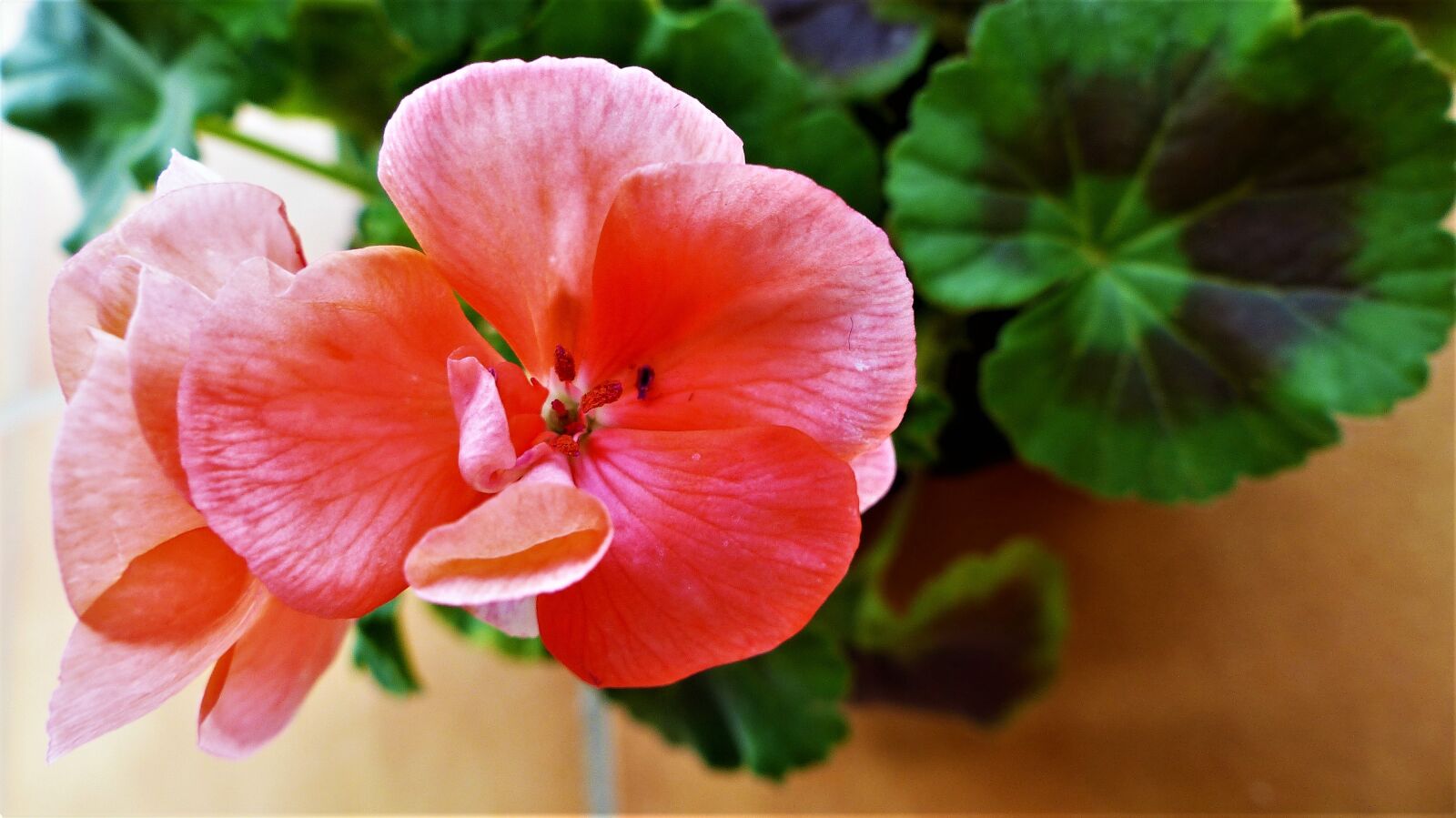Panasonic Lumix DMC-FZ200 sample photo. Flower, nature, plant photography