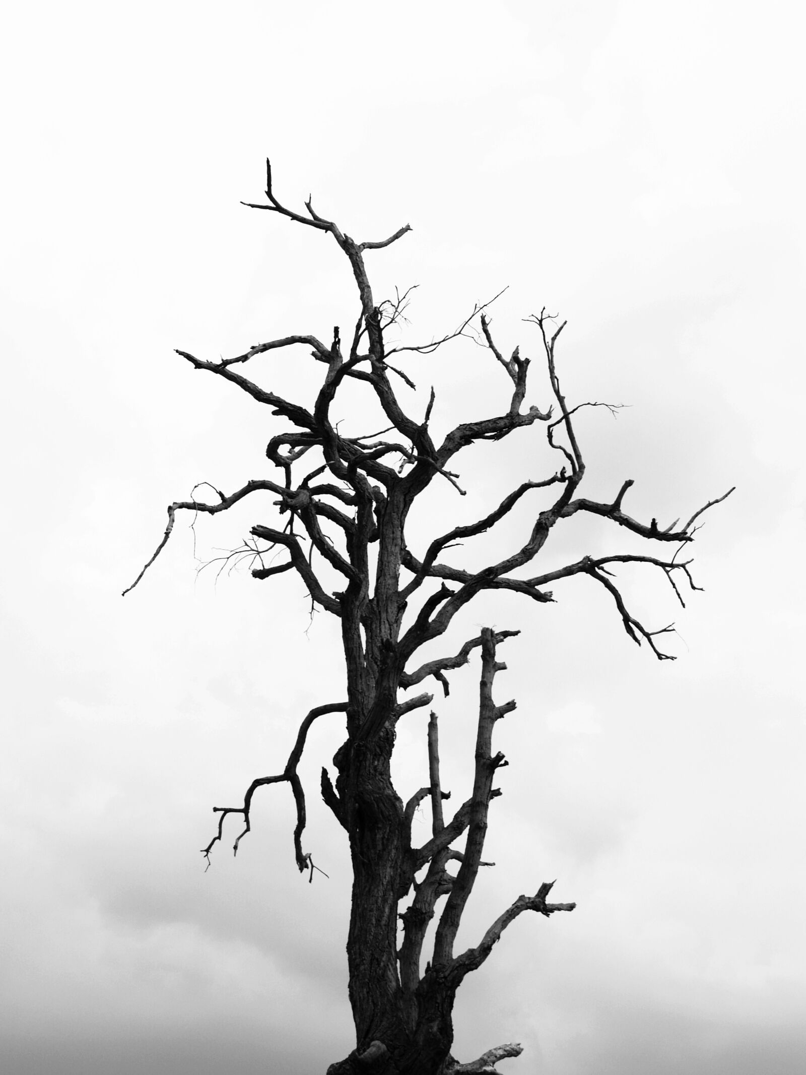 Olympus E-300 (EVOLT E-300) sample photo. Black, and, white, black photography