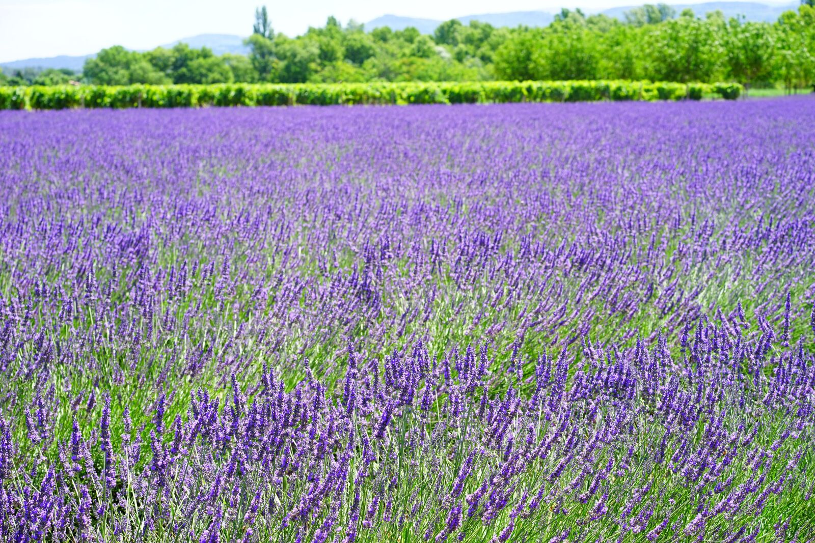 Sony a7 + Sony Sonnar T* FE 55mm F1.8 ZA sample photo. Lavender flowers, flowers, purple photography
