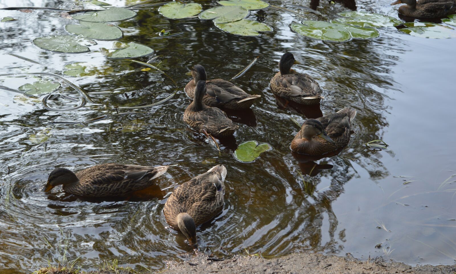 Nikon D3200 sample photo. Nature, birds, duck photography