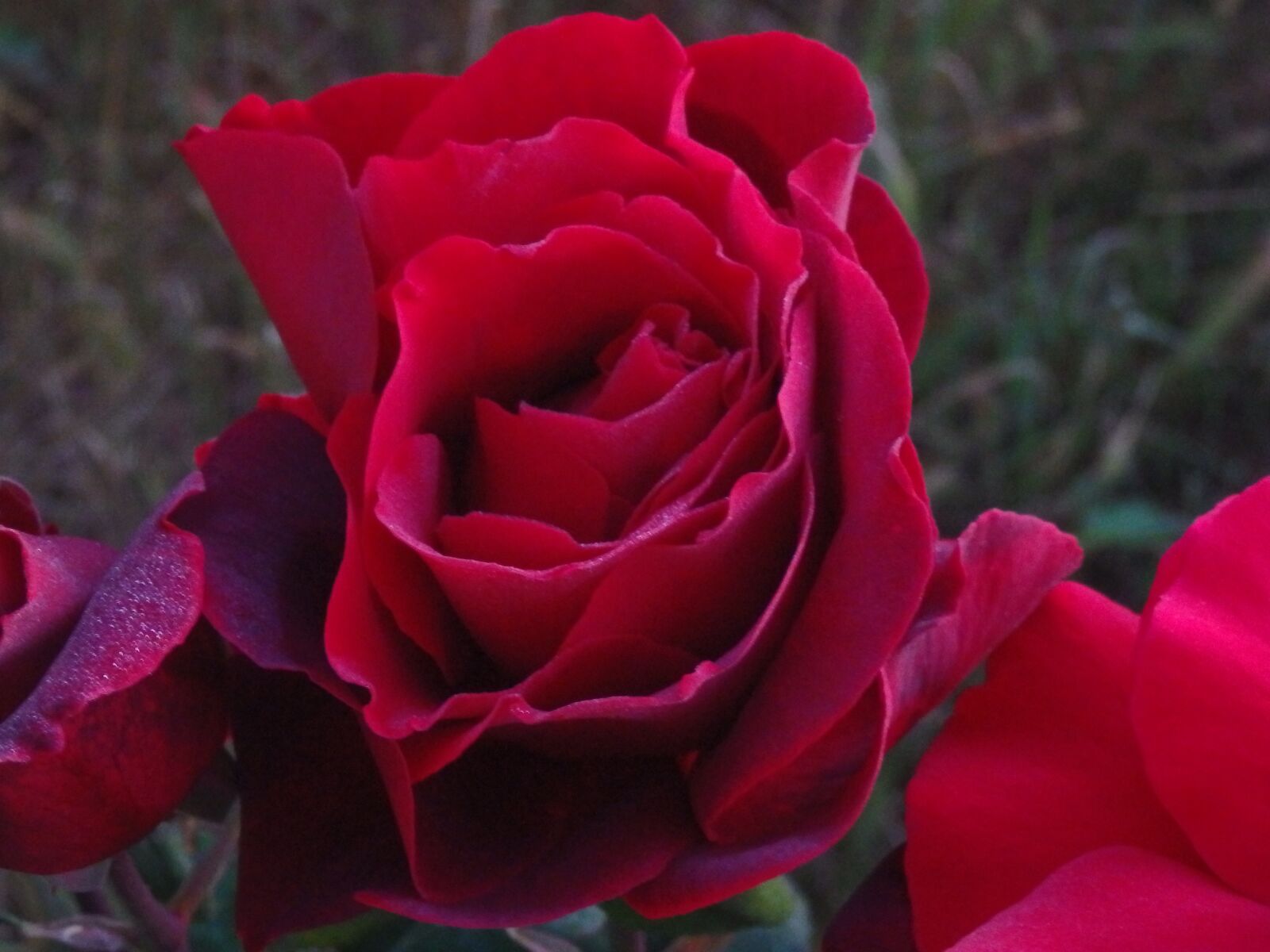 Olympus SZ-16,DZ-105 sample photo. Rose, flower, red photography