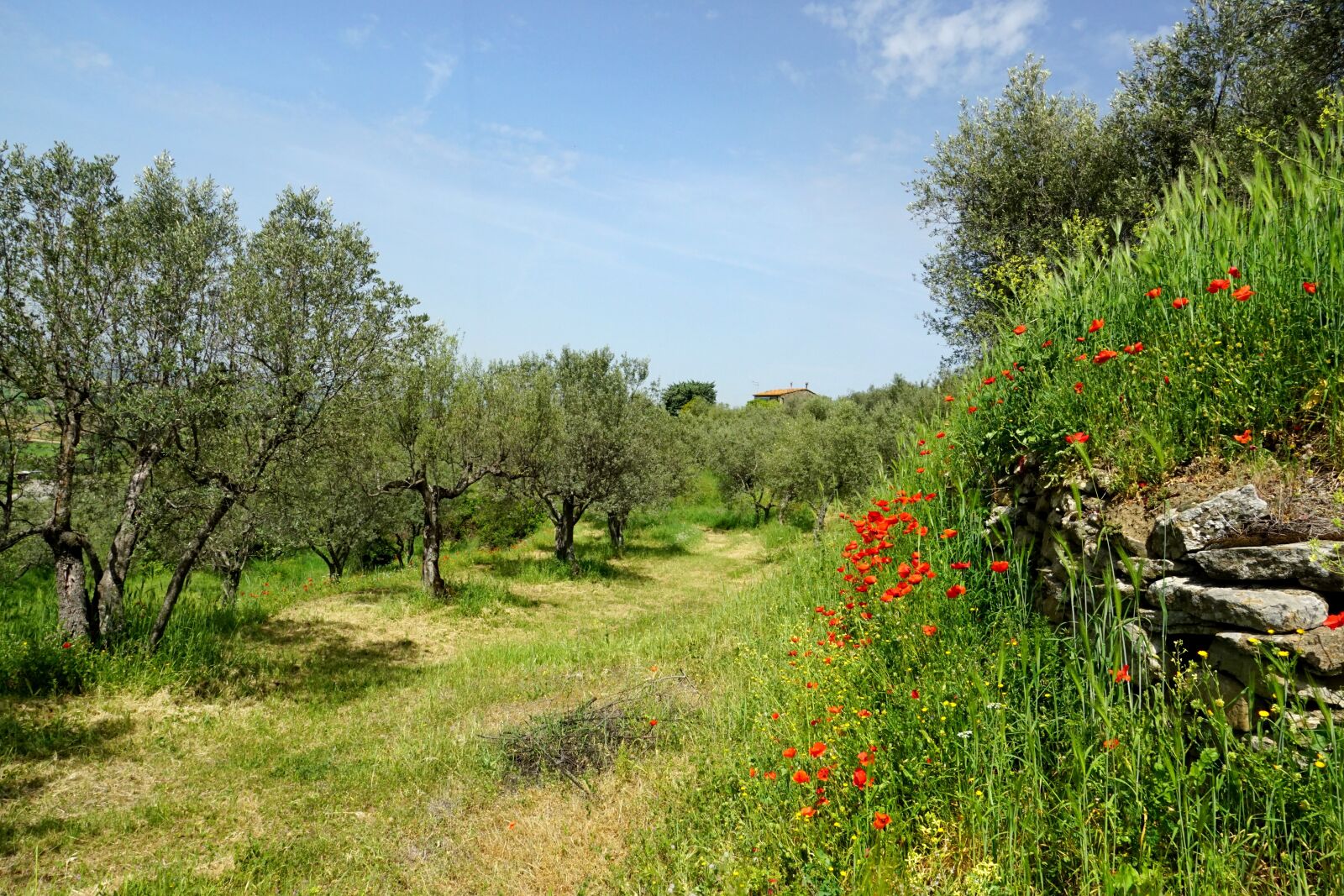 Sony a6000 sample photo. Nature, olive trees, olive photography