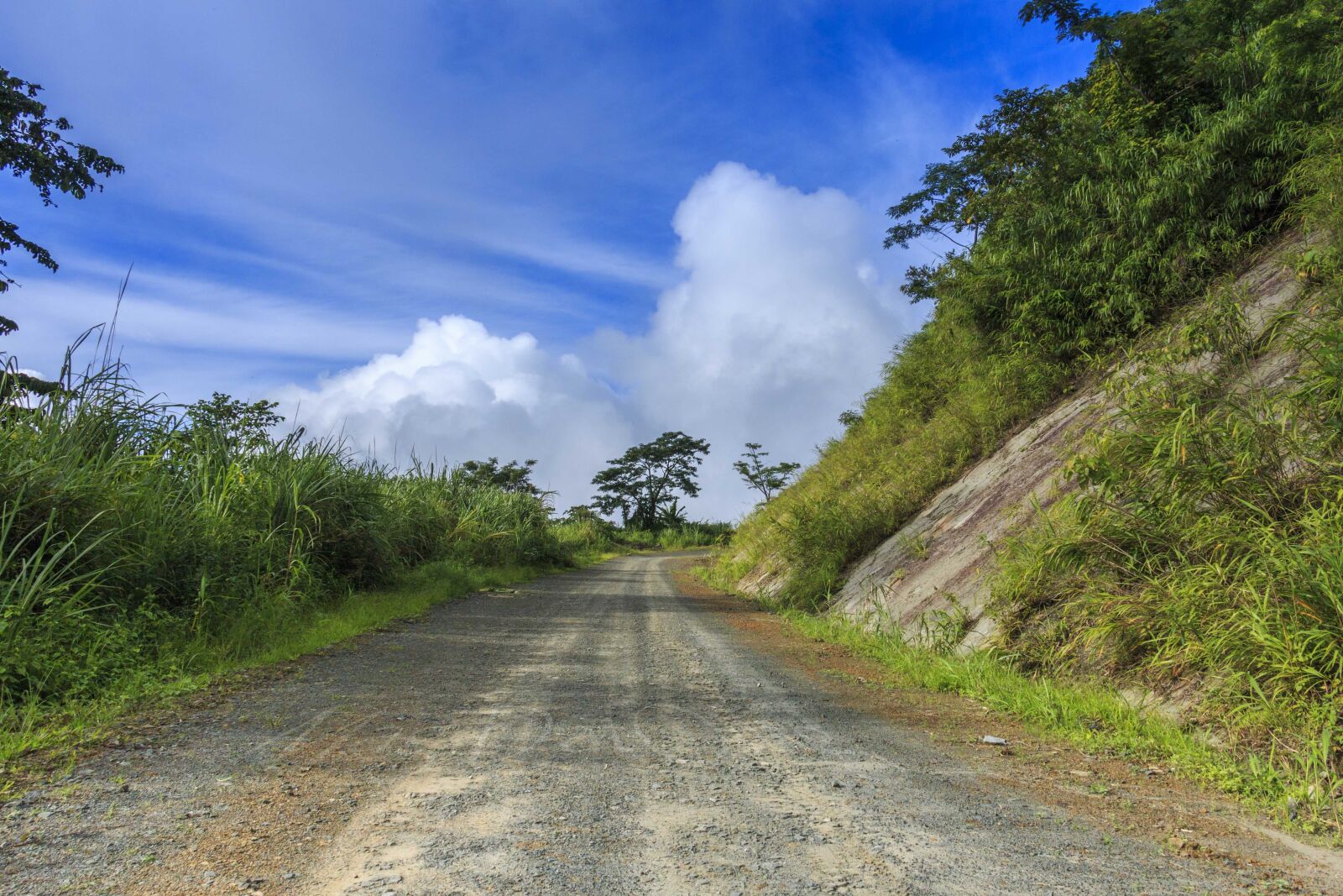 Canon EOS 70D sample photo. Path, cloud, tree photography
