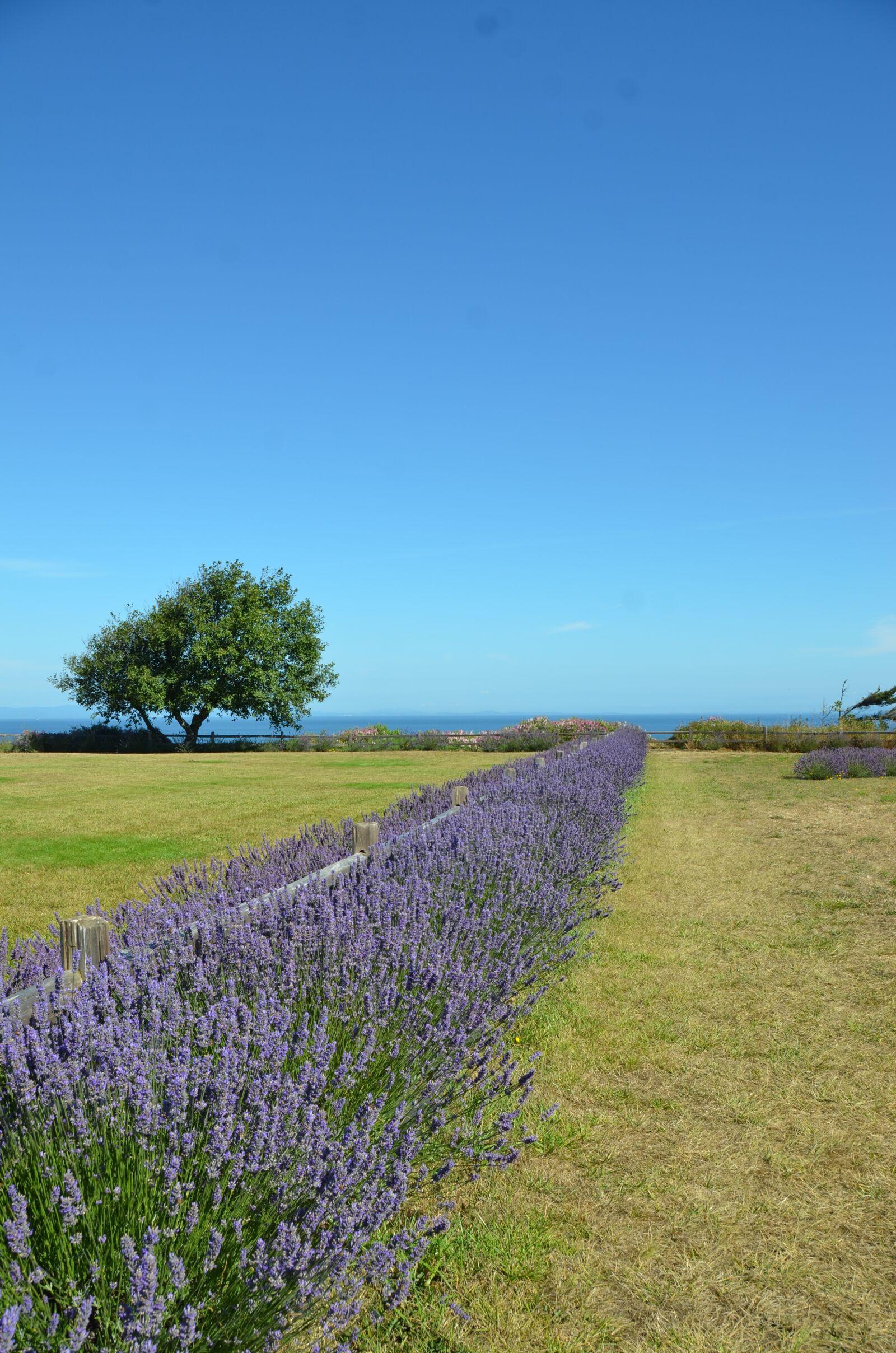 Nikon D7000 sample photo. Lavender, fields, aromatic photography