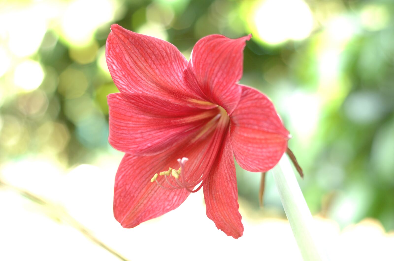 Nikon D2Xs sample photo. Flower, red, blooming photography