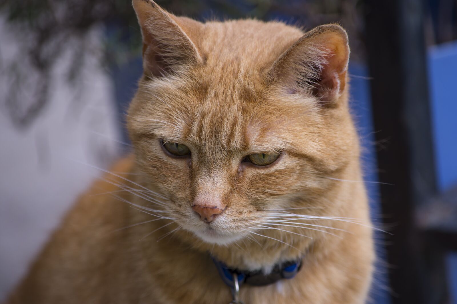 Nikon D7200 sample photo. Cat, pet, feline photography