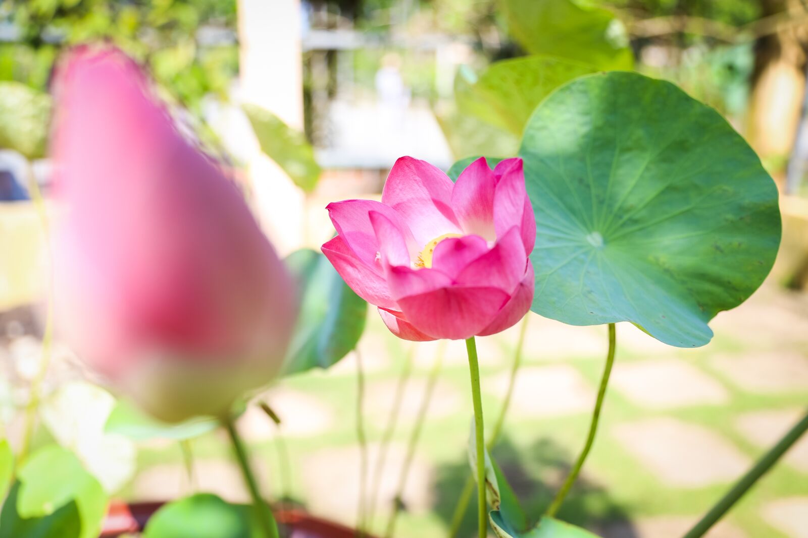 Canon EOS 6D Mark II + Canon EF 24-70mm F2.8L II USM sample photo. Flower, lotus, pink flower photography