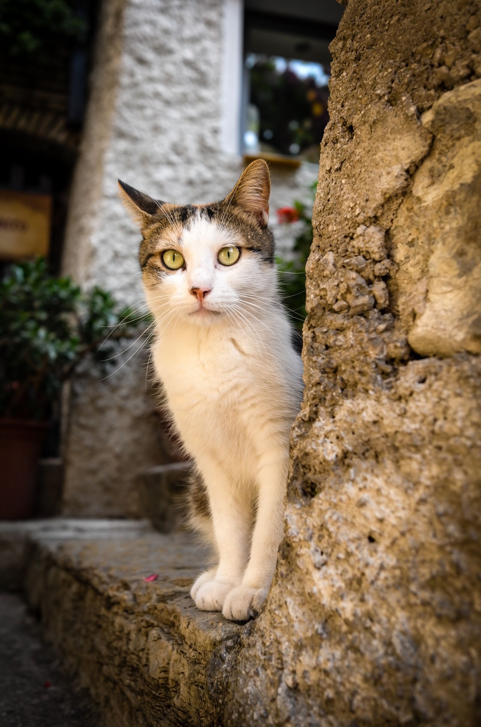 Leica X (Typ 113) sample photo. Cat, mietze, animal photography