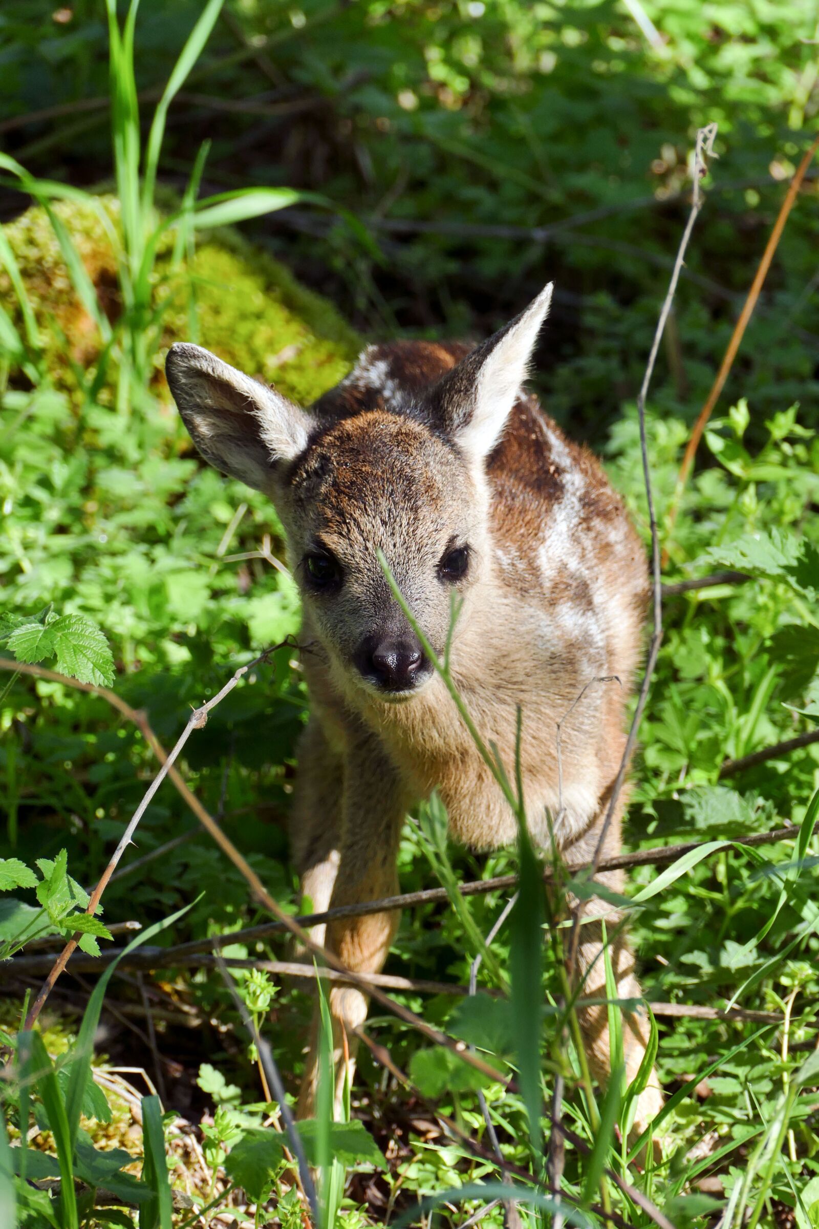 Panasonic Lumix DMC-FZ1000 sample photo. Fawn, roe deer, young photography