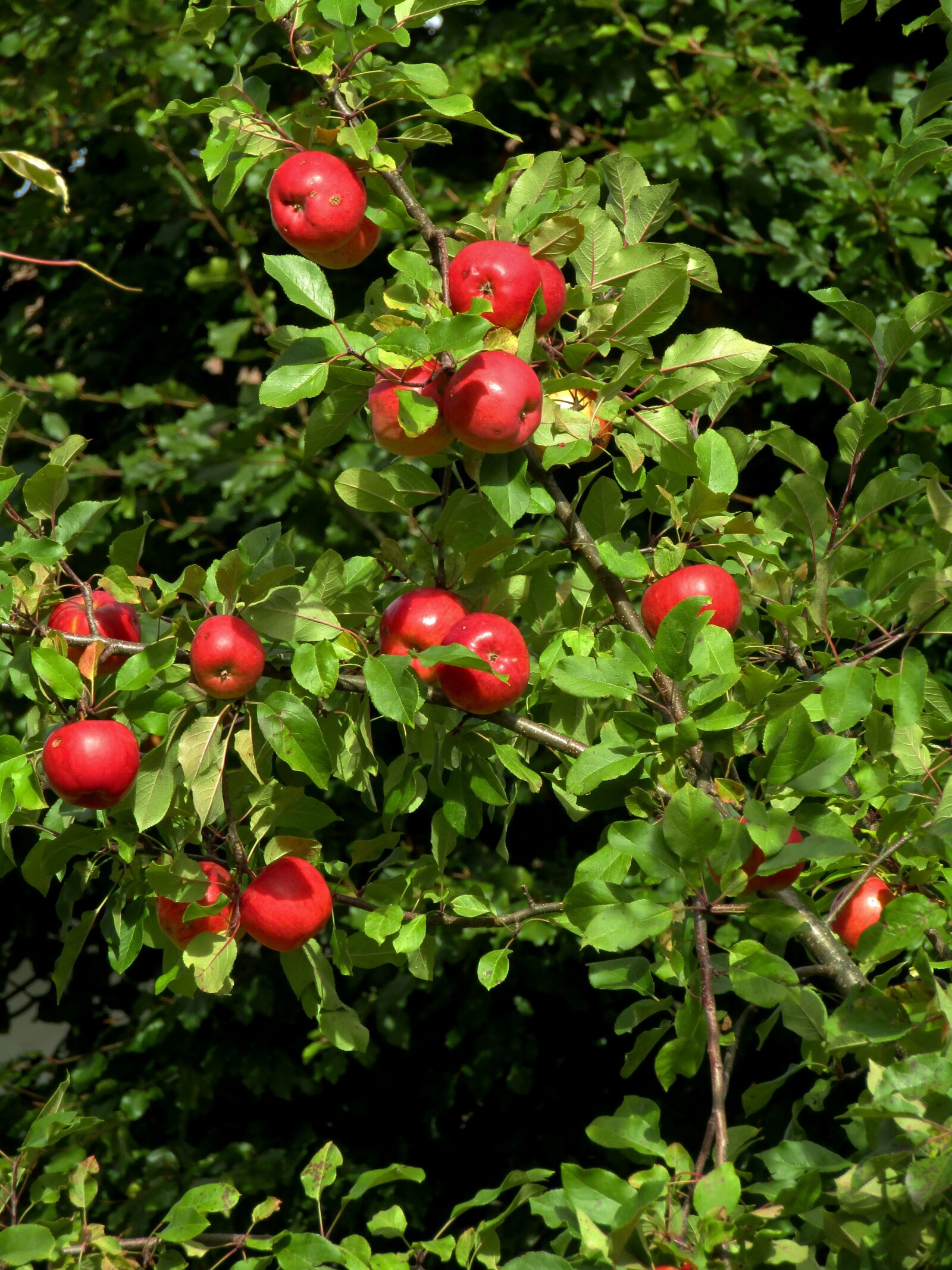 Canon POWERSHOT SX432 IS sample photo. Apple tree, aesthetic, fruits photography