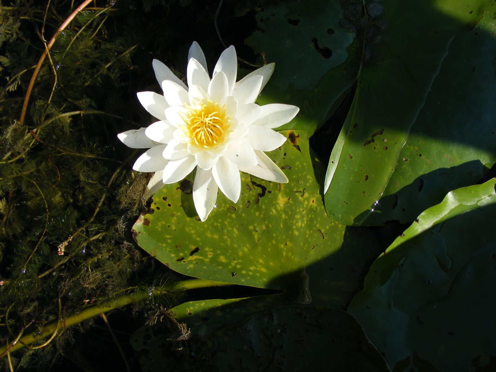 Fujifilm FinePix S5800 S800 sample photo. Water lily, danube, water photography