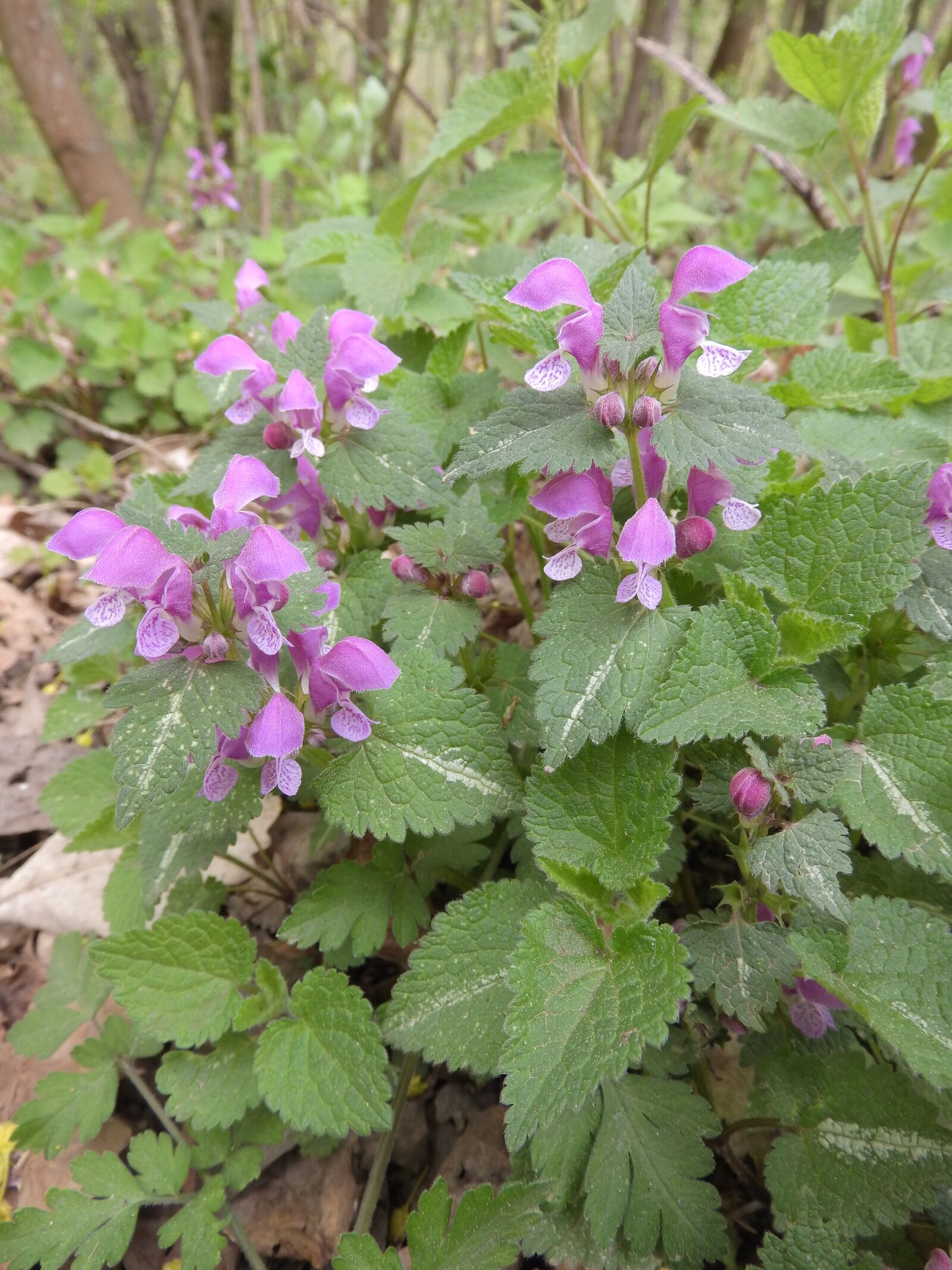 Nikon Coolpix P610 sample photo. Hluchavka speckled, lamium maculatum photography