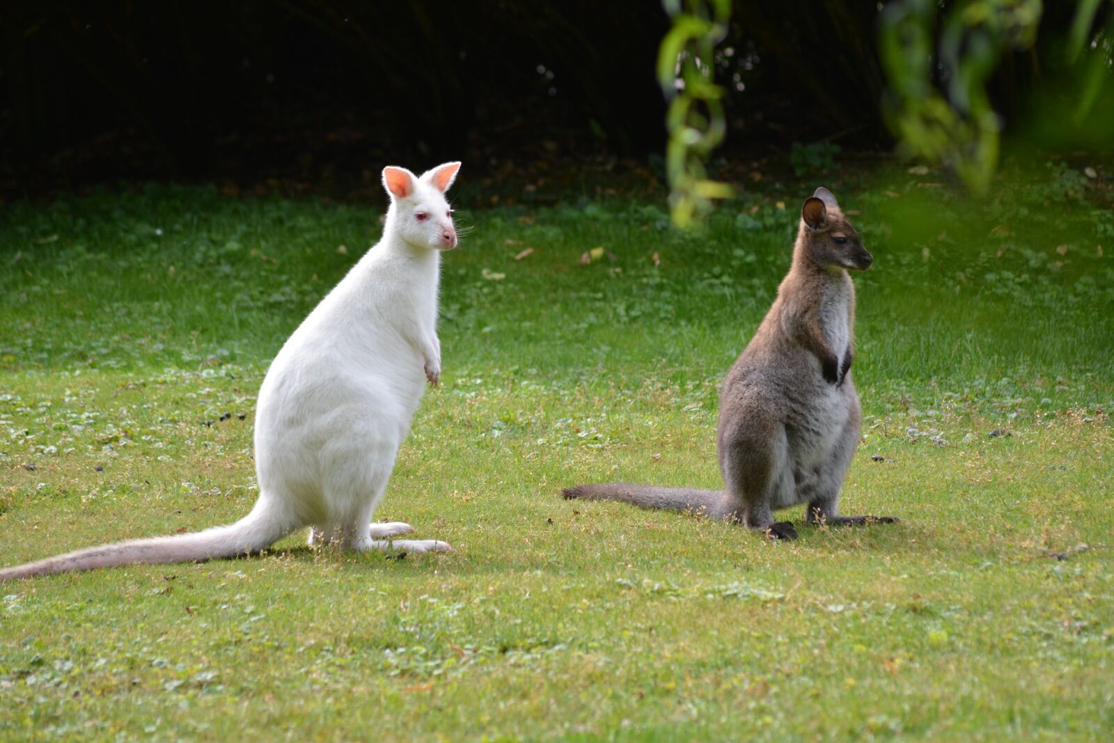 Nikon D5200 sample photo. Kangaroo, albino, animal world photography