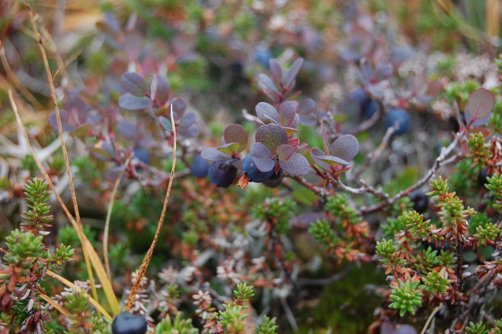 Nikon D40 sample photo. Blueberry, greenland, natural photography