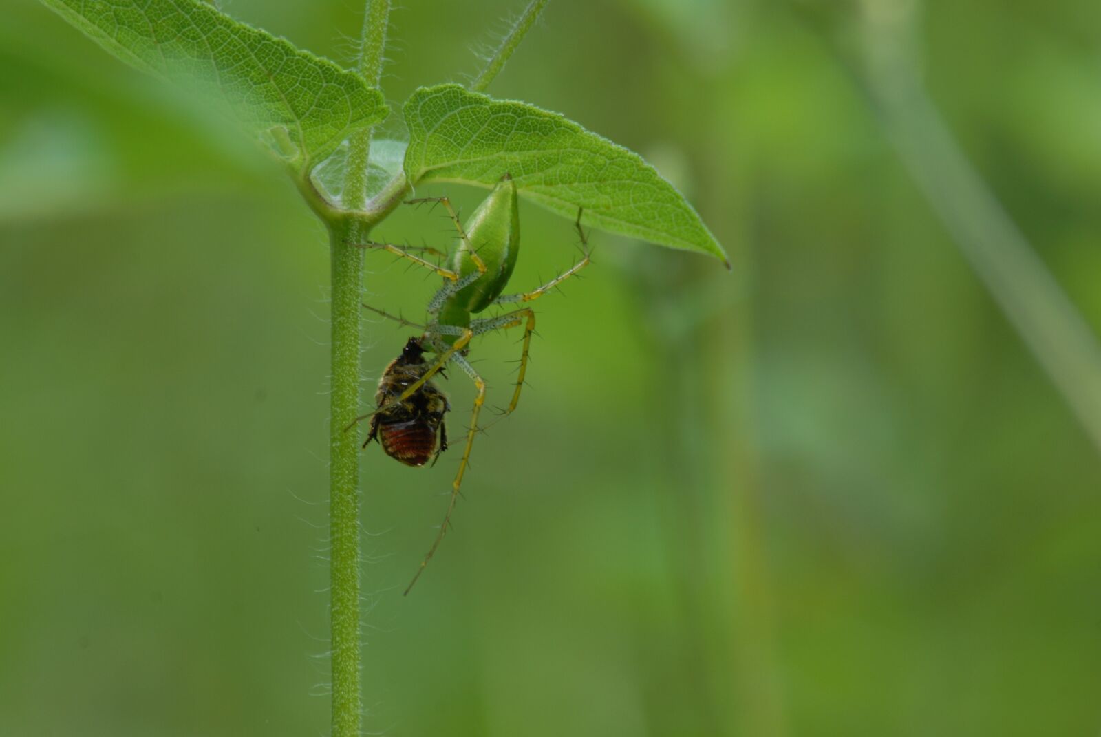 Nikon D200 sample photo. Spider devouring, insect, pins photography