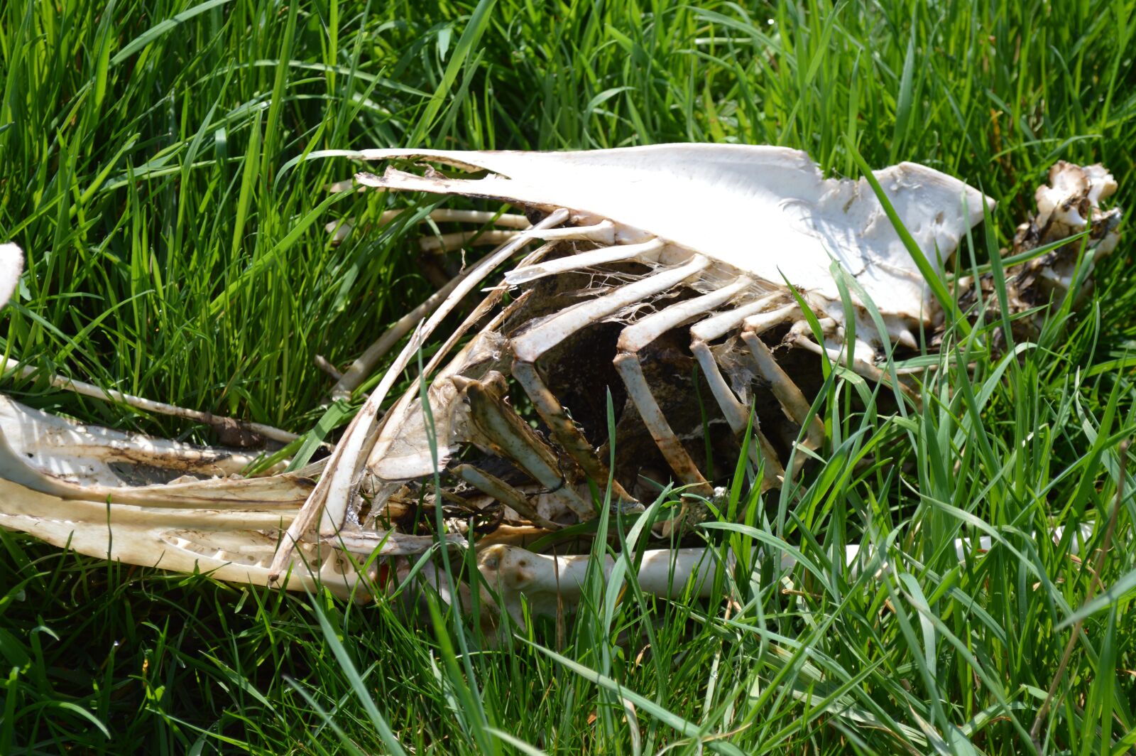 Nikon D3200 sample photo. Grass, nature, outdoors photography