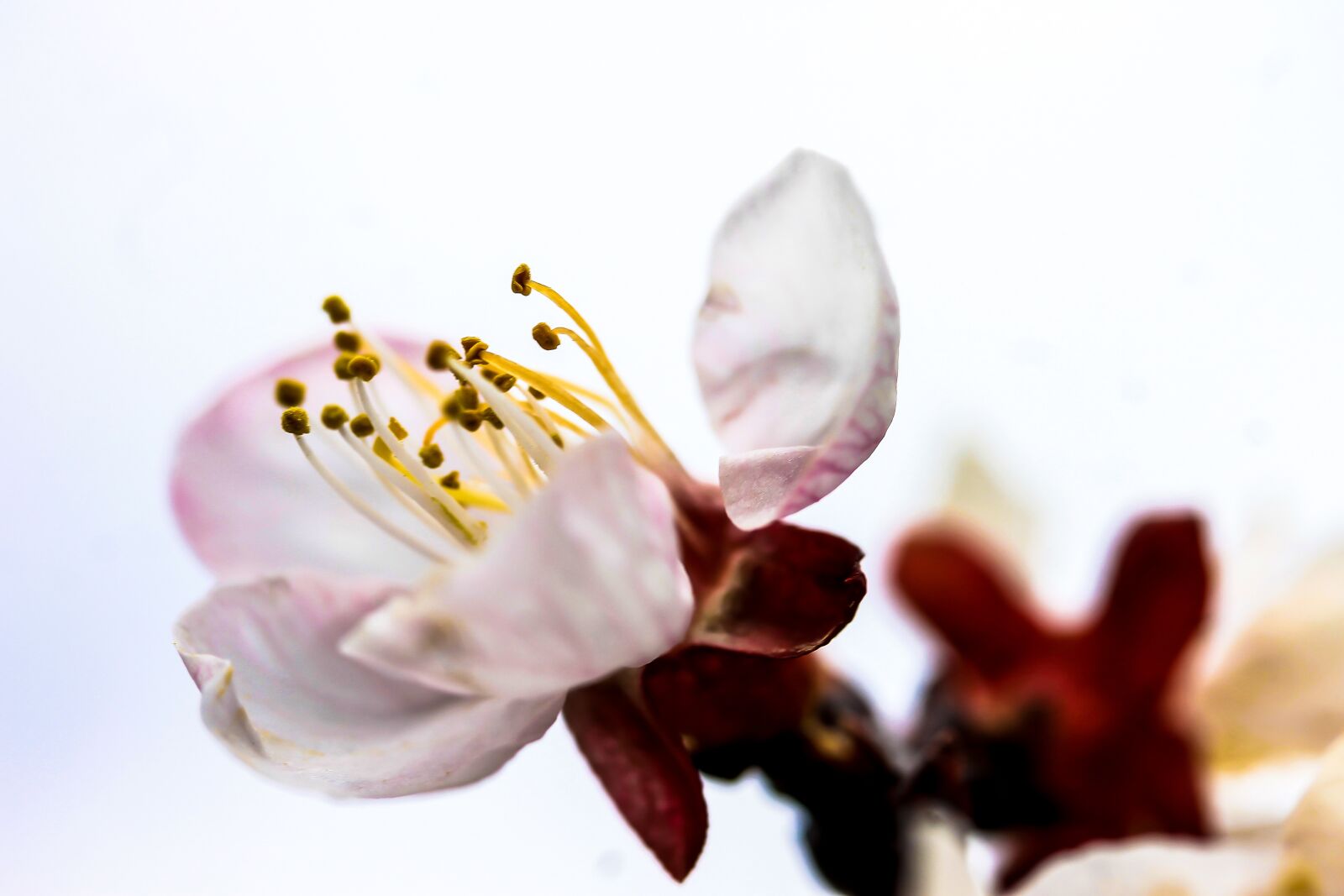 Canon EF-S 60mm F2.8 Macro USM sample photo. Flower, blood plum blossom photography