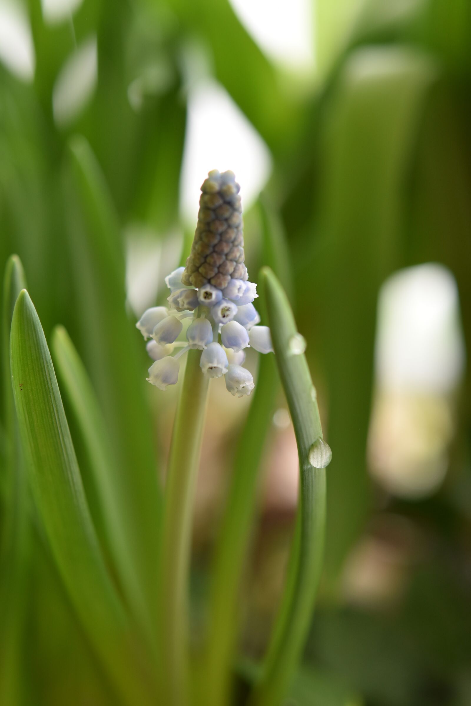 Nikon D5600 sample photo. Flower, flower blooming, garden photography