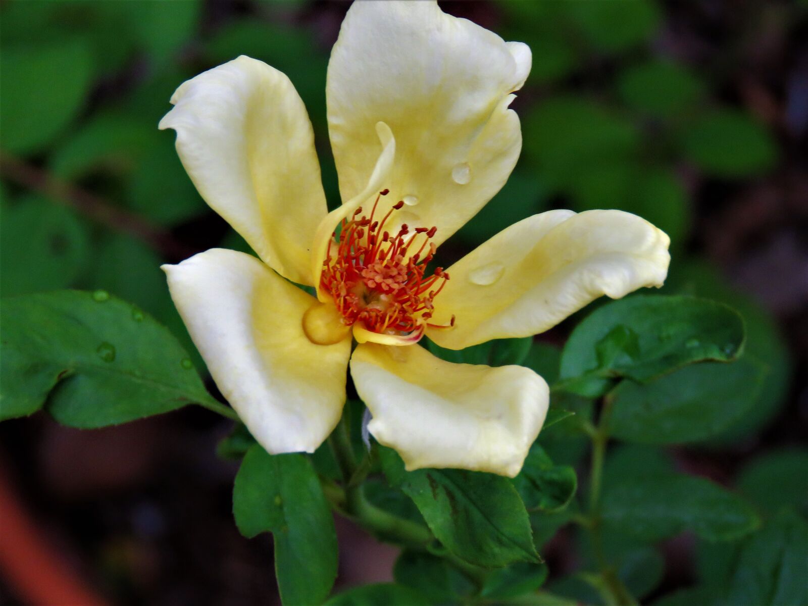 Canon PowerShot SX60 HS sample photo. Flower, yellow, close up photography