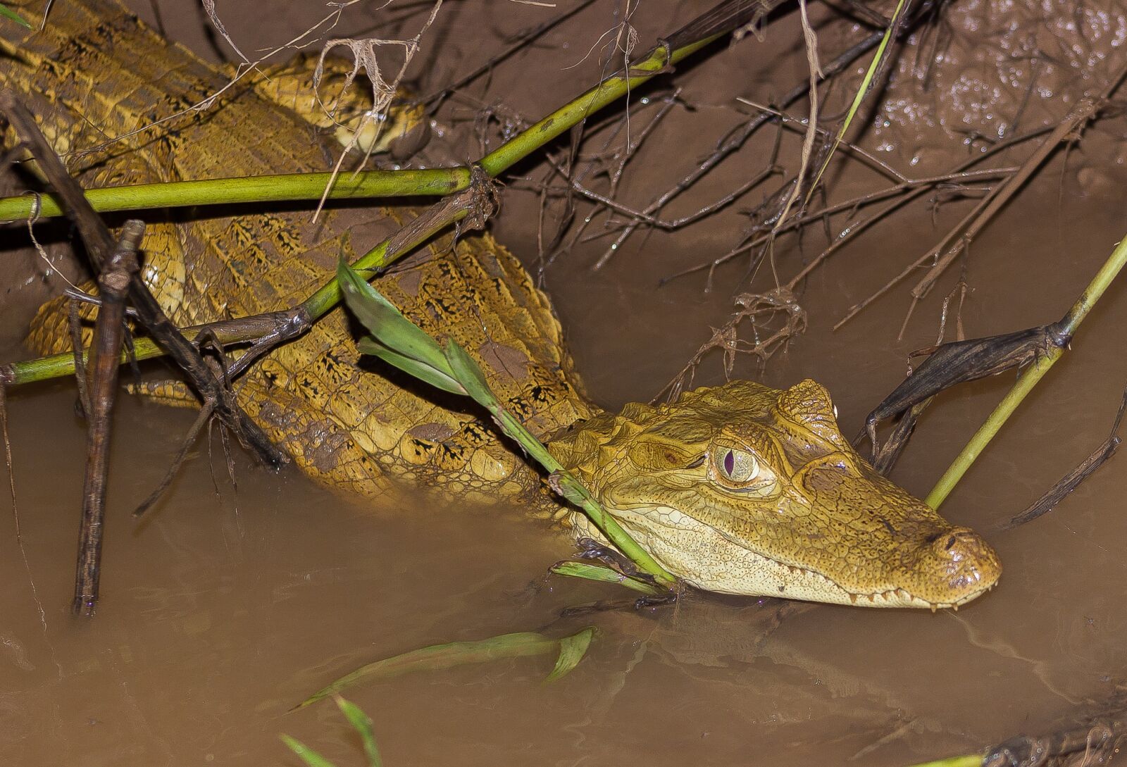 Canon EOS 600D (Rebel EOS T3i / EOS Kiss X5) + Canon EF 75-300mm f/4-5.6 sample photo. Lizard, animal, reptiles photography