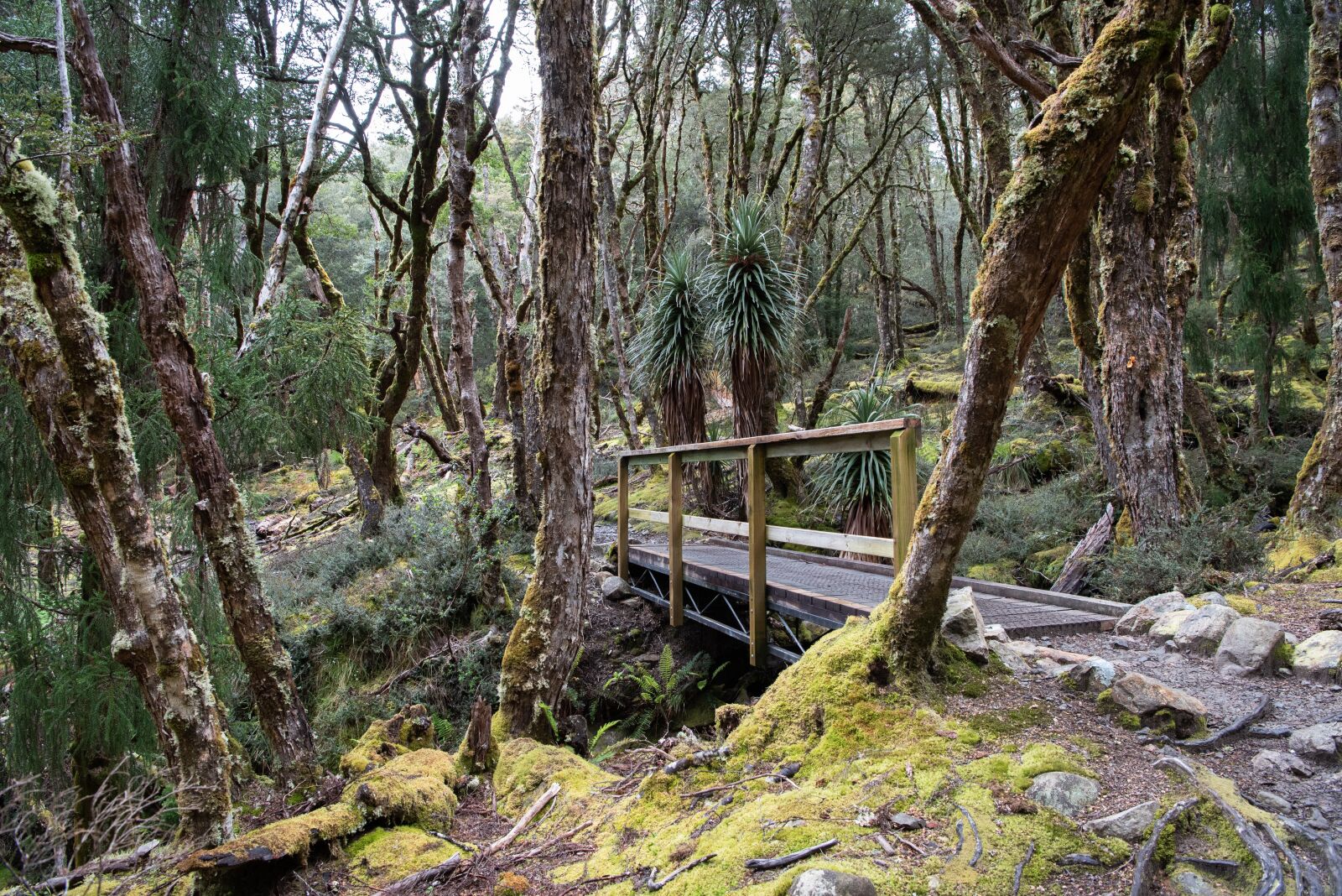 Nikon D750 sample photo. Overland track, tasmania, nature photography