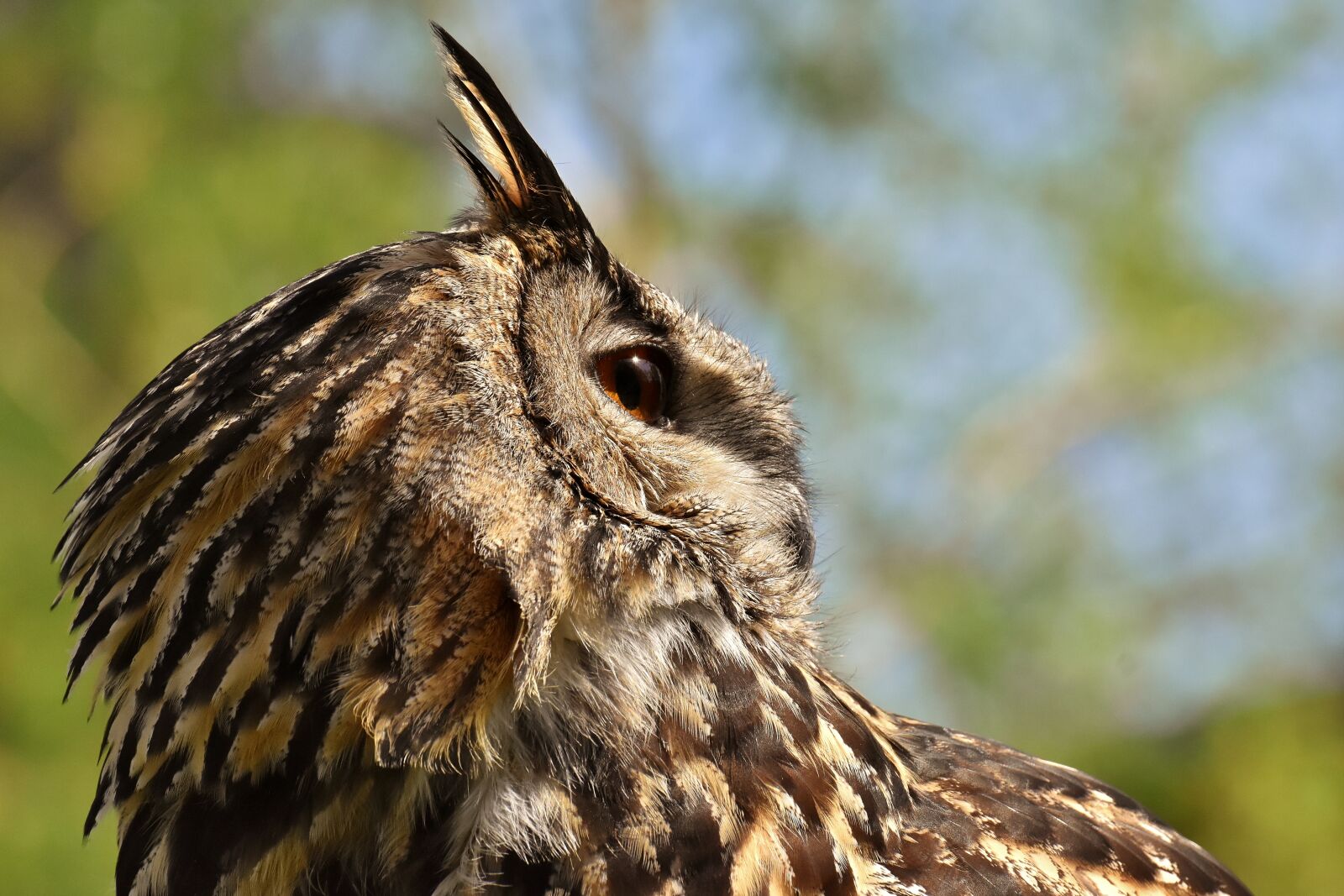 Nikon D7200 sample photo. Owl, bird, feather photography
