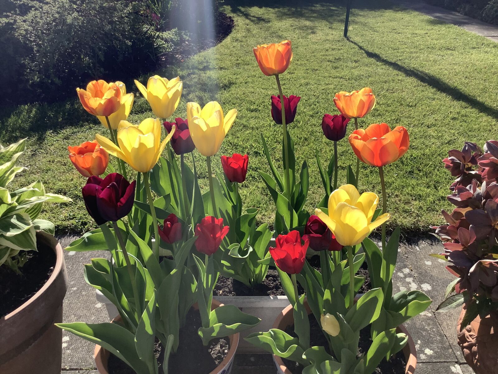 Apple iPad Air (3rd generation) sample photo. Flowers, tulips, pots photography