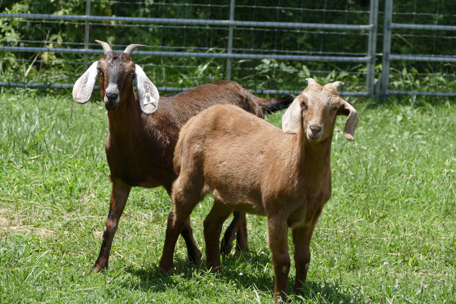 Panasonic Lumix DMC-FZ1000 sample photo. Goats, farm animal, animal photography