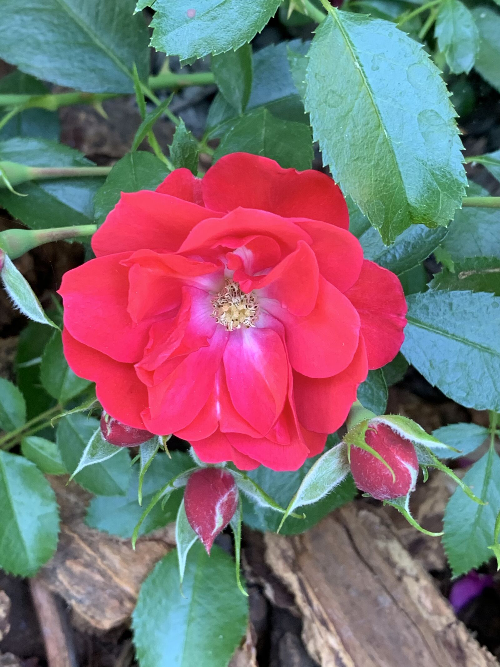 Apple iPhone XS sample photo. Rose, garden, red photography