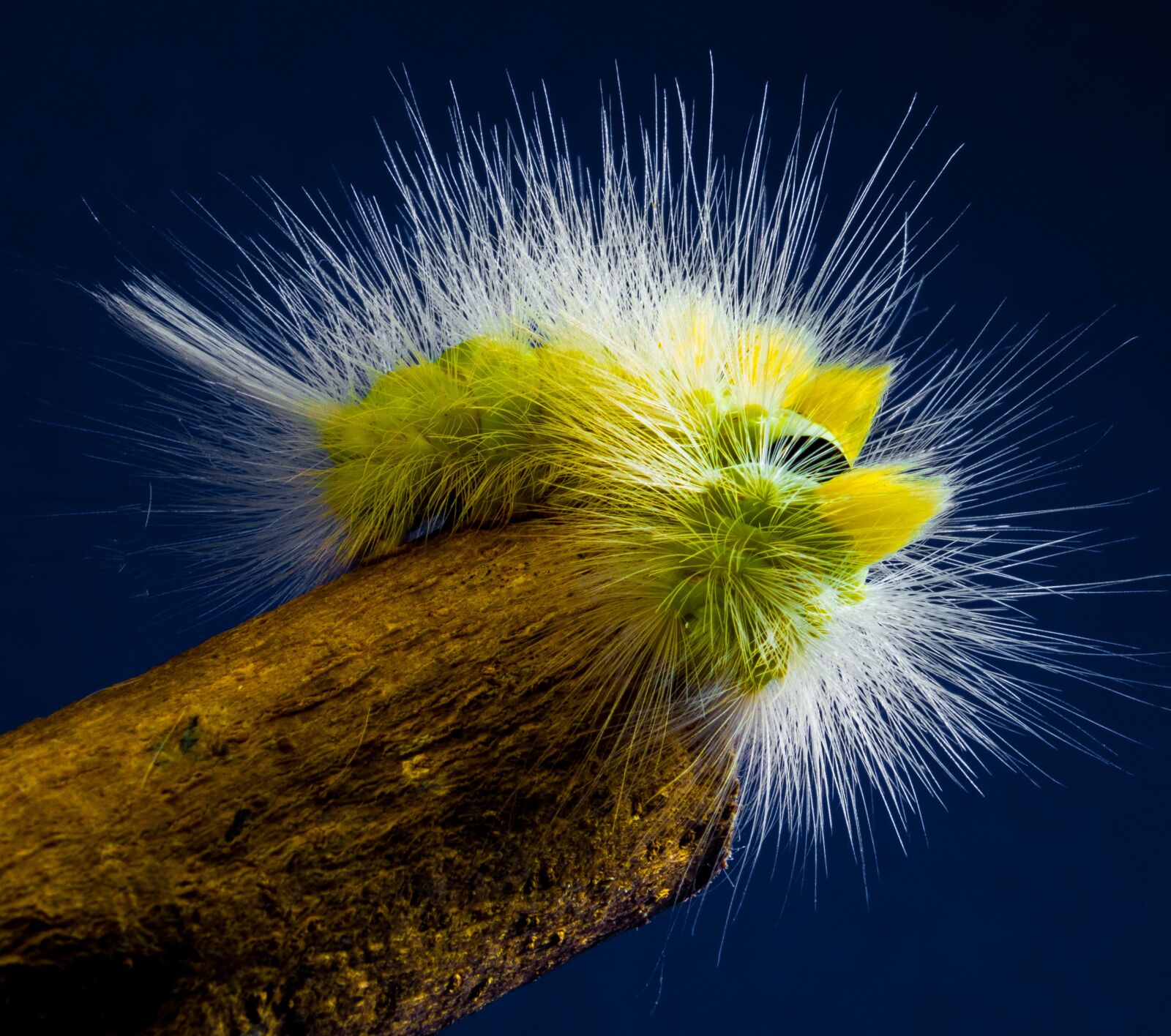 Fujifilm X-S1 sample photo. Caterpillar, hairy, prickly photography