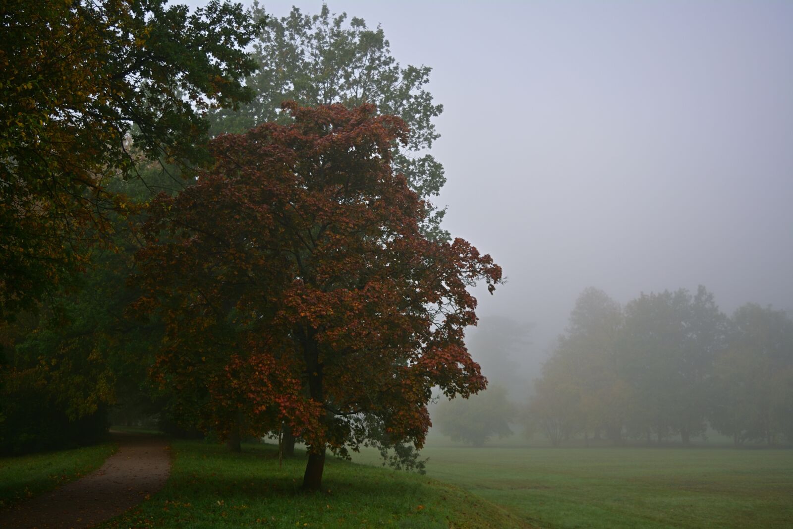 Nikon D5200 sample photo. Park, fog, morning photography