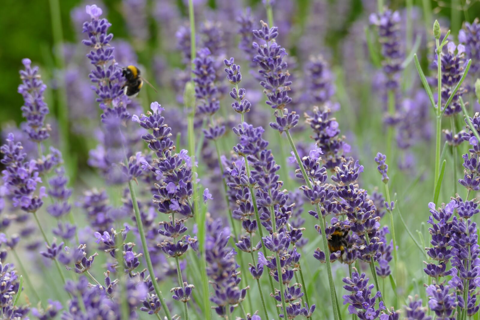 Panasonic Lumix DMC-FZ1000 sample photo. Lavender, purple, garden photography