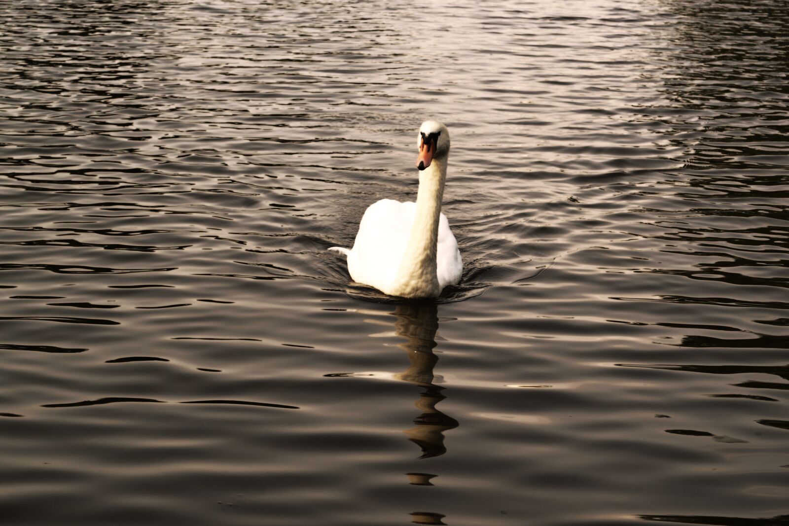 Nikon D3100 sample photo. Swan, pond, lake photography