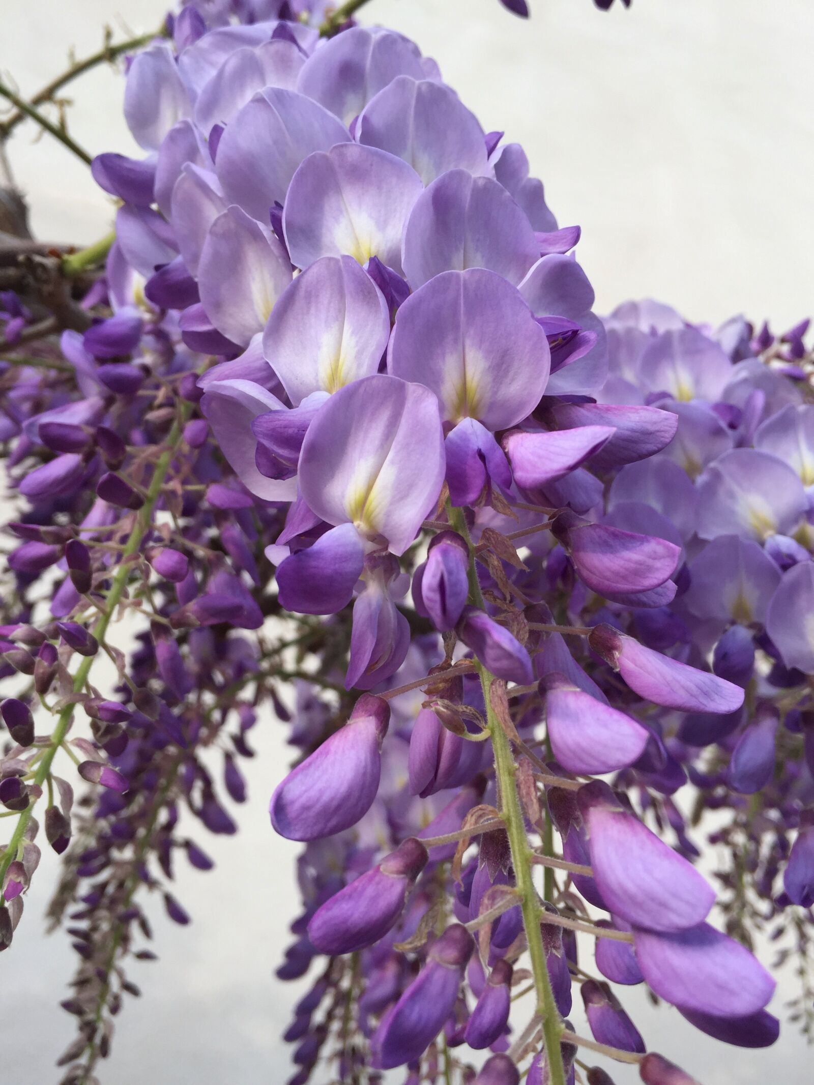 iPhone 6 back camera 4.15mm f/2.2 sample photo. Wisteria, flower, lilac photography