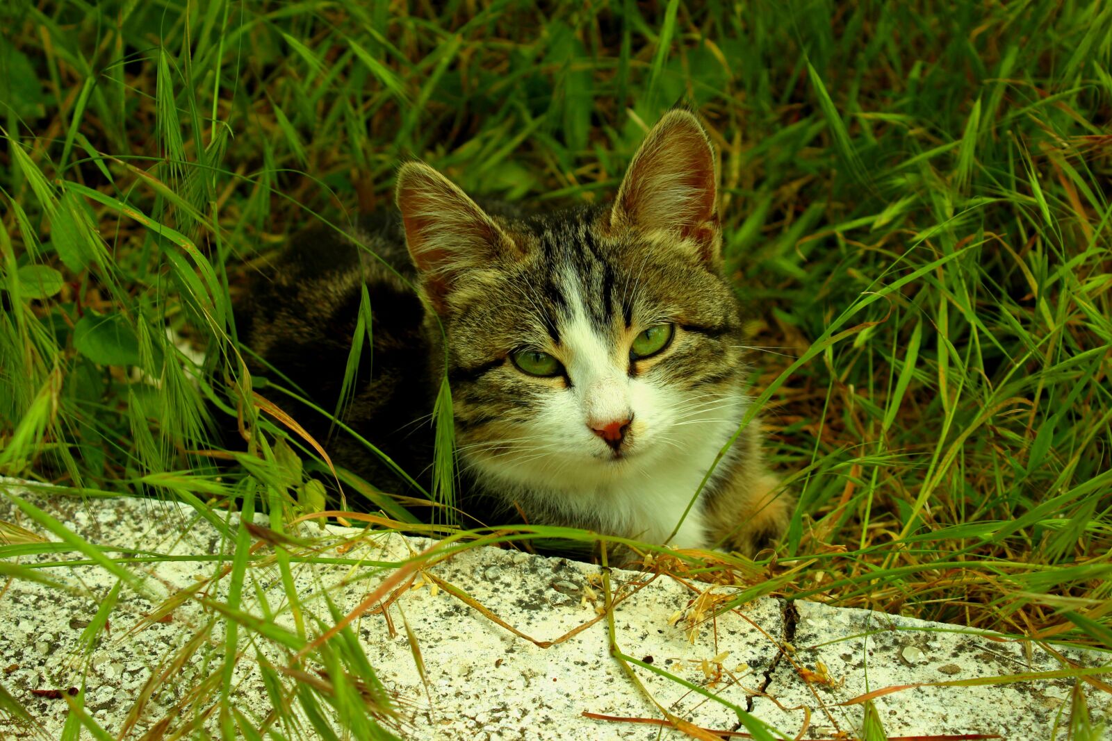 Canon EOS 600D (Rebel EOS T3i / EOS Kiss X5) sample photo. Cat, green eyed, innocent photography