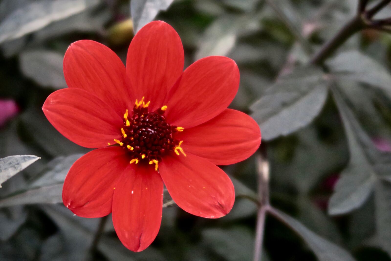 Canon PowerShot G5 X sample photo. Flower, red, nature photography
