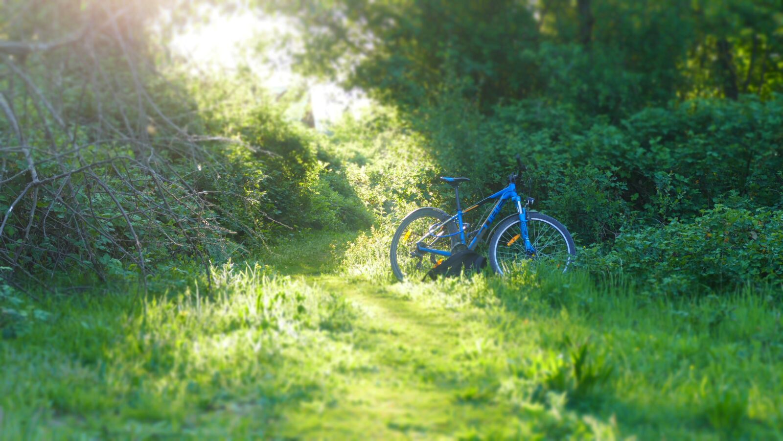 Panasonic Lumix DMC-FZ1000 sample photo. Forest, sunday, bike photography
