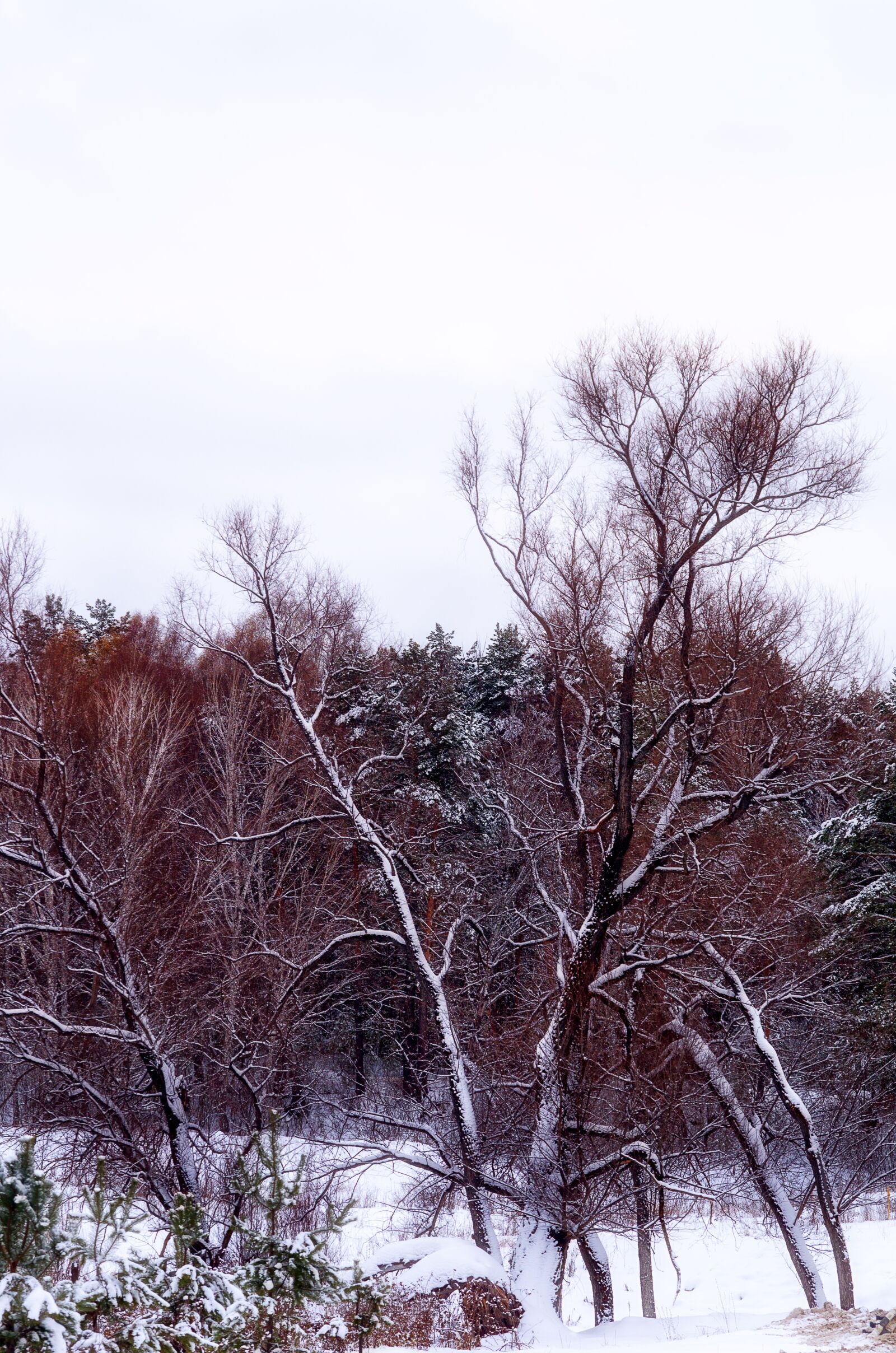 Pentax K-500 sample photo. Forest, snow, tree photography